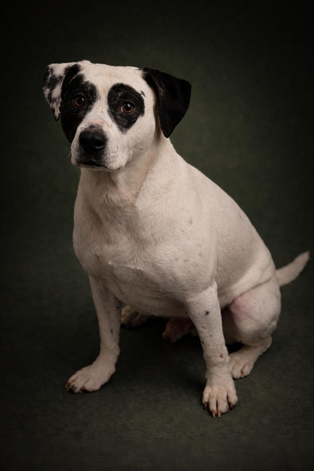 Enlarge Ohana, a ADOPTABLE mixed breed in Wooster, OH image 1/1