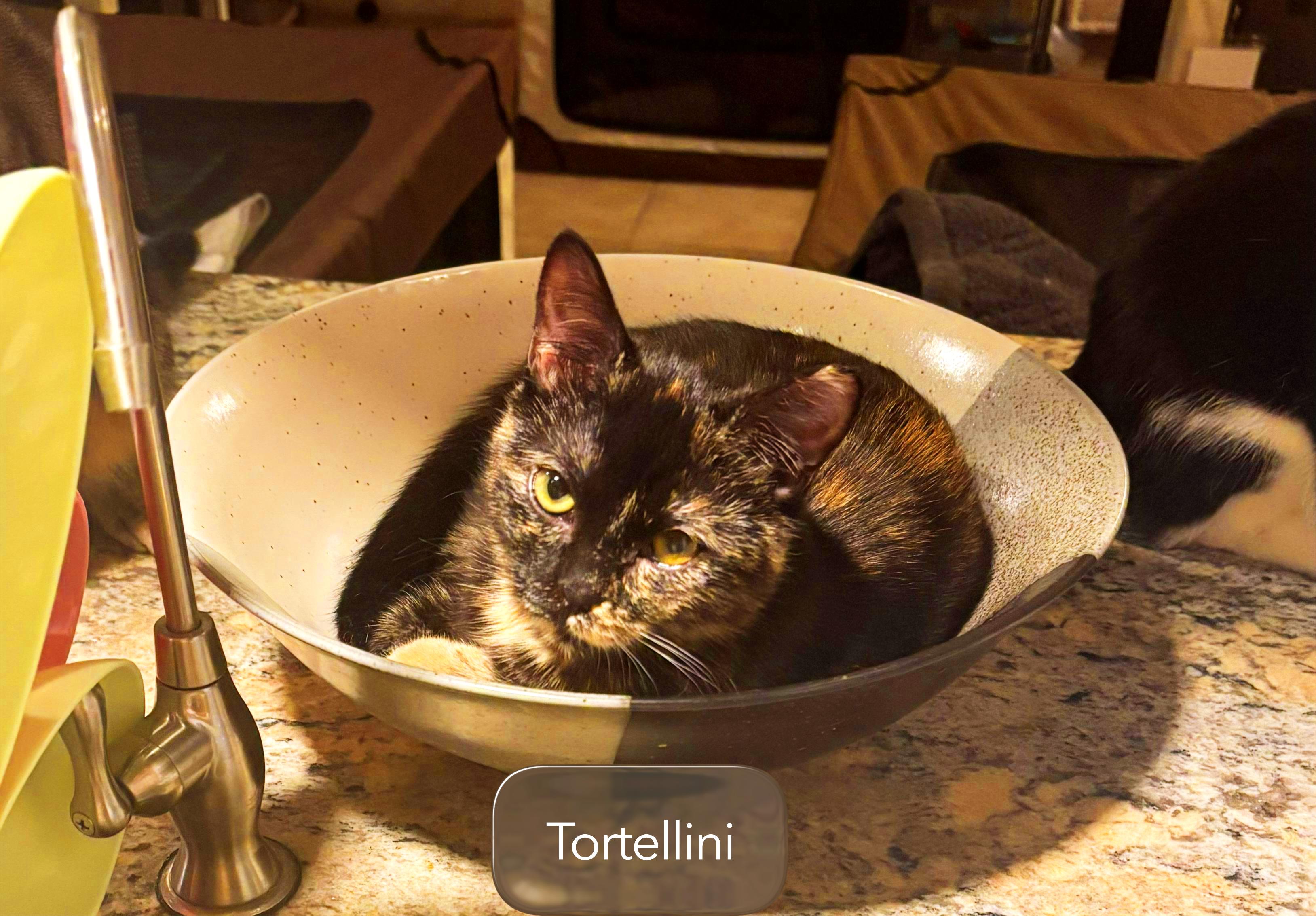 Enlarge TORTELLINI - November ONLY 35% Off Adoption Fee & 25+ kittens to choose from!, a Adoptable Calico in PHOENIX, AZ image 1/1