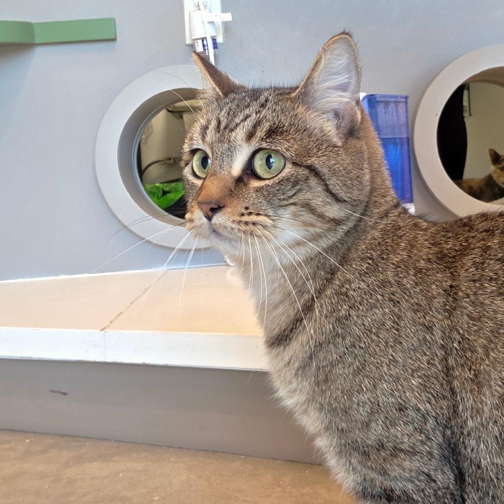 Lilian, Adoptable, Young Female Domestic Short Hair.