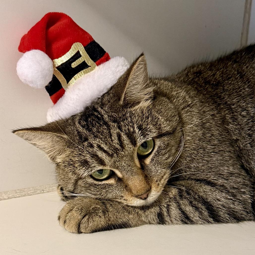 Enlarge Lilian, a Adoptable Domestic Short Hair in Bentonville, AR image 2/2