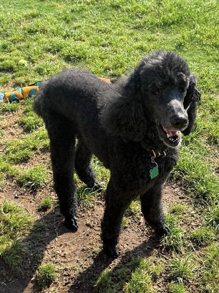 Enlarge Adrian, a Adoptable Standard Poodle in Frisco, TX image 1/3