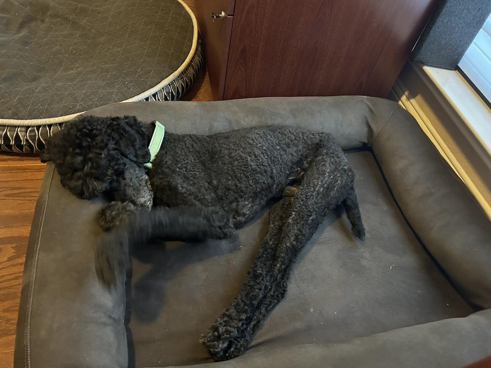 Enlarge Adrian, a Adoptable Standard Poodle in Frisco, TX image 2/3