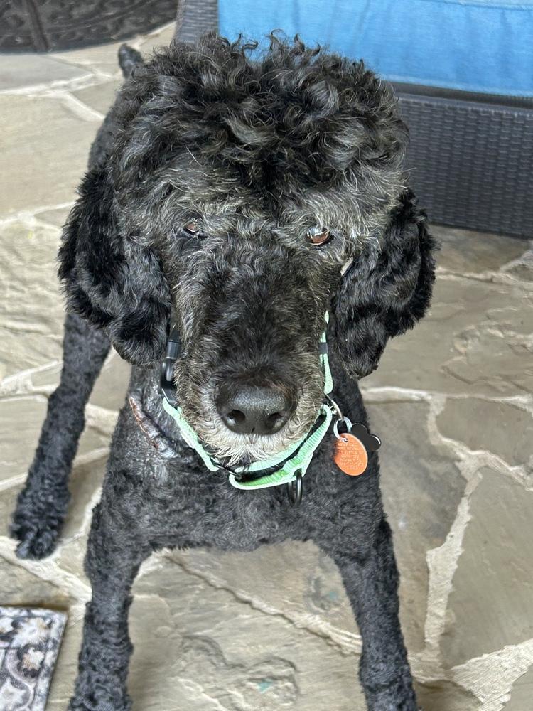 Enlarge Adrian, a Adoptable Standard Poodle in Frisco, TX image 3/3