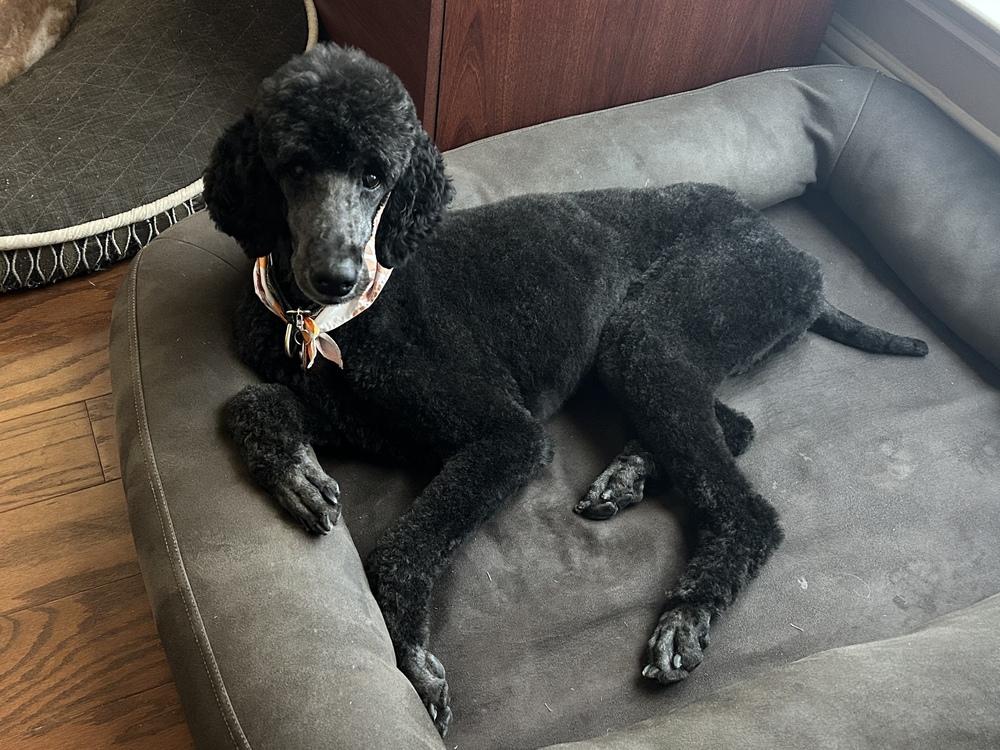 Adrian, a Adoptable Standard Poodle in Frisco, TX image 4/5