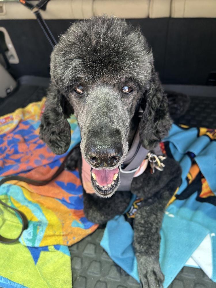 Adrian, a Adoptable Standard Poodle in Frisco, TX image 5/5