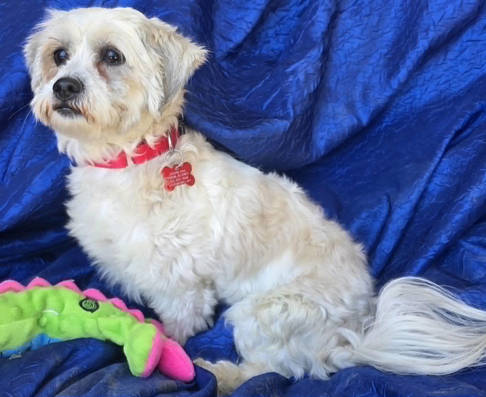 Zoe Garden, Adopted, Young Female Shih Tzu & Bichon Frise.