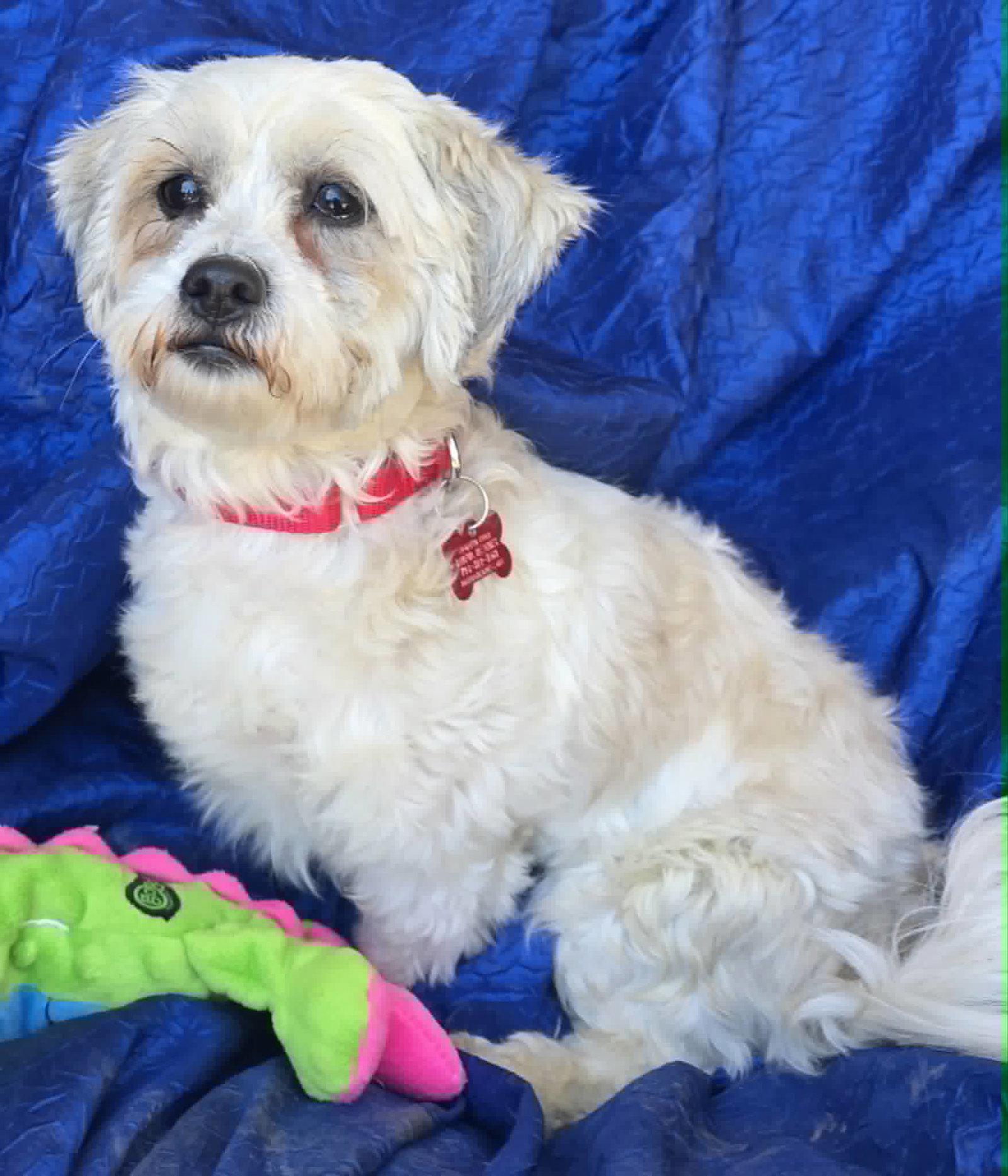 Enlarge Zoe Garden, a Adopted mixed breed in Cuba, NY image 3/3