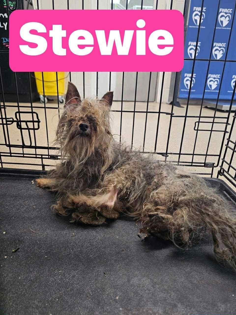 Stewie