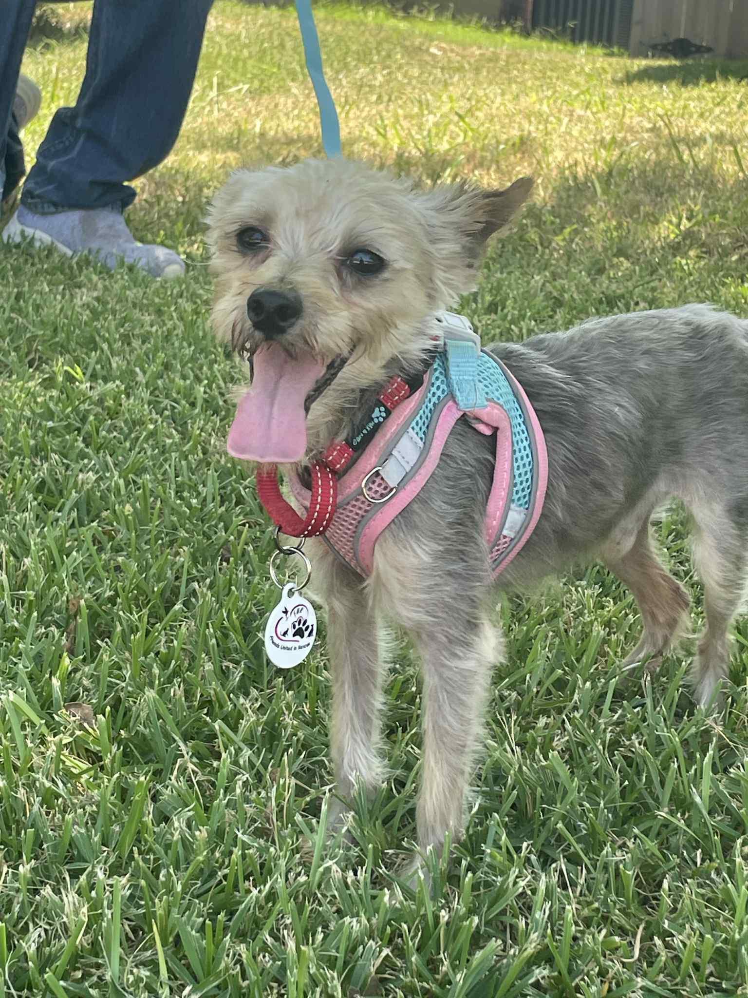 Stewie photo 4