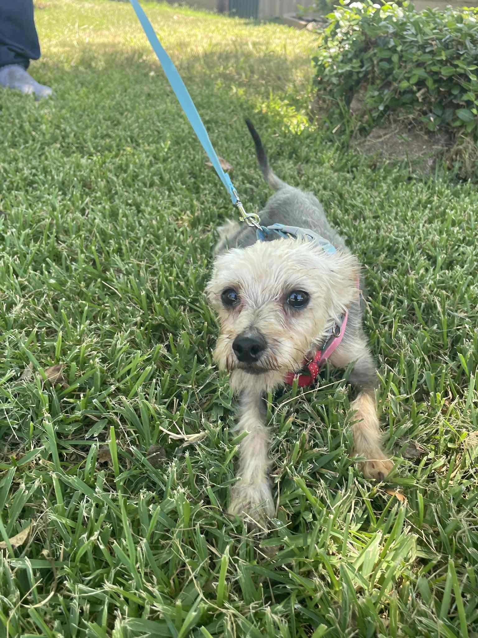 Stewie photo 2