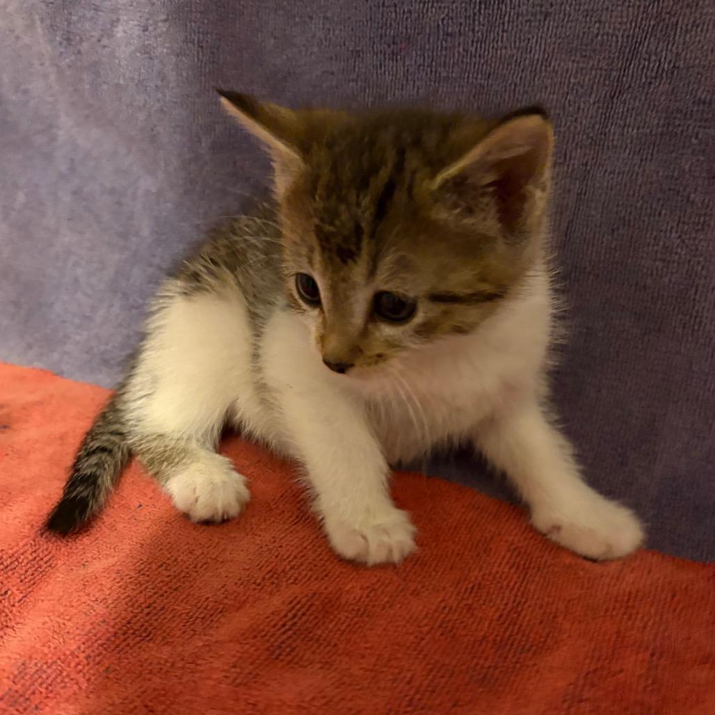 Shania Twain, Adoptable, Kitten Female Domestic Short Hair.