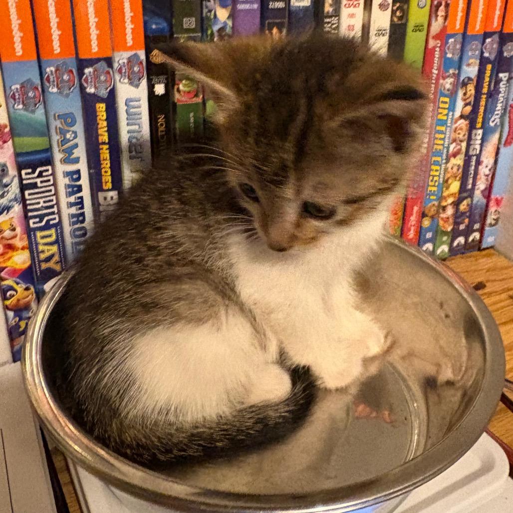 Enlarge Shania Twain, a Adoptable Domestic Short Hair in Crookston, MN image 2/2