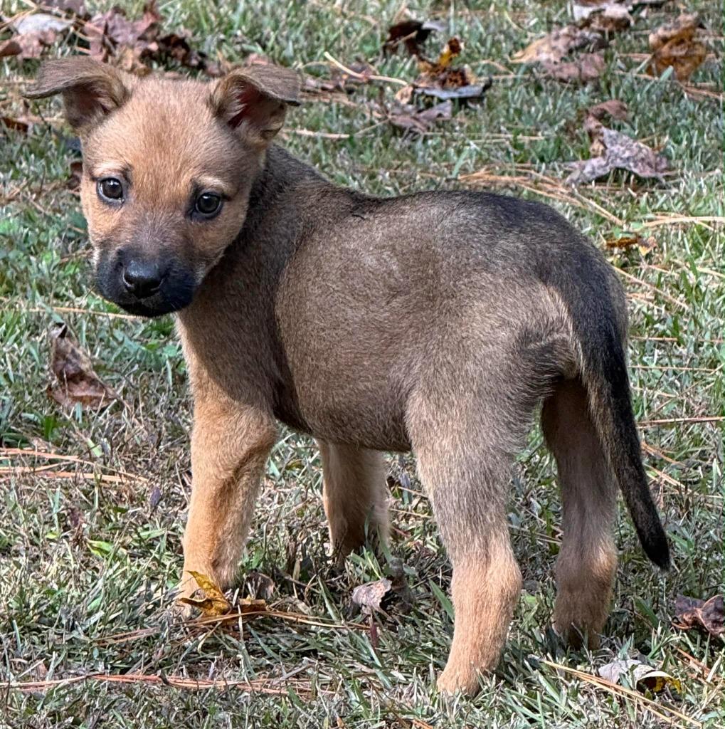 Pecan, Adoptable, Puppy Female Labrador Retriever.