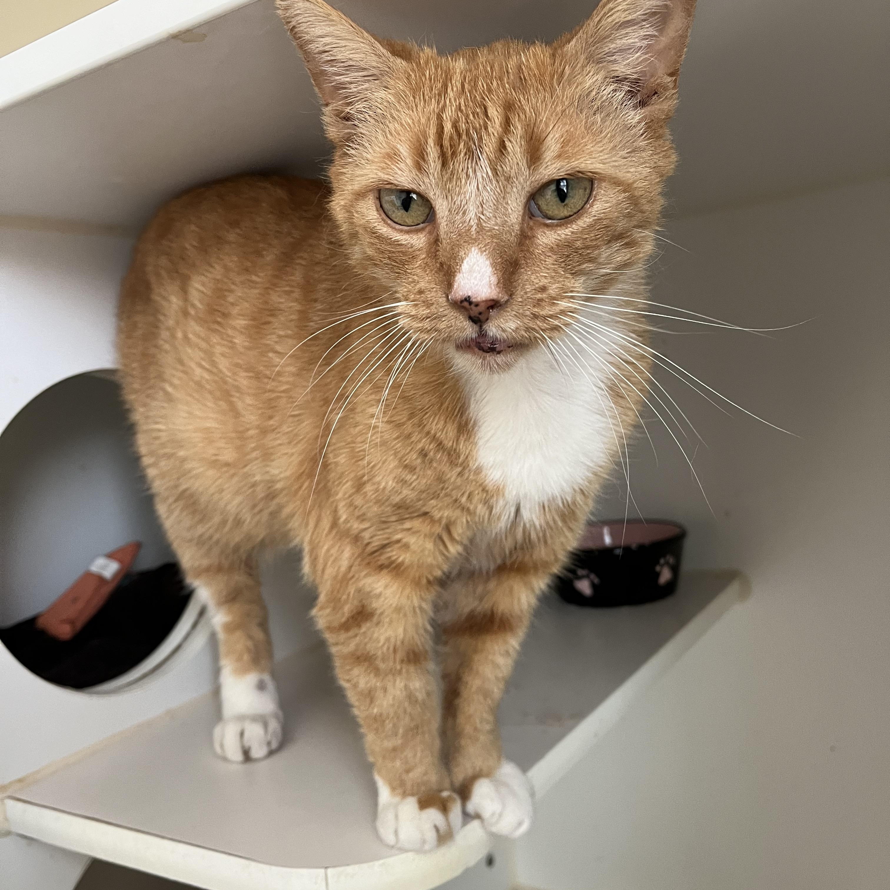 Sid, a ADOPTABLE Domestic Short Hair in Salisbury, MA image 5/6