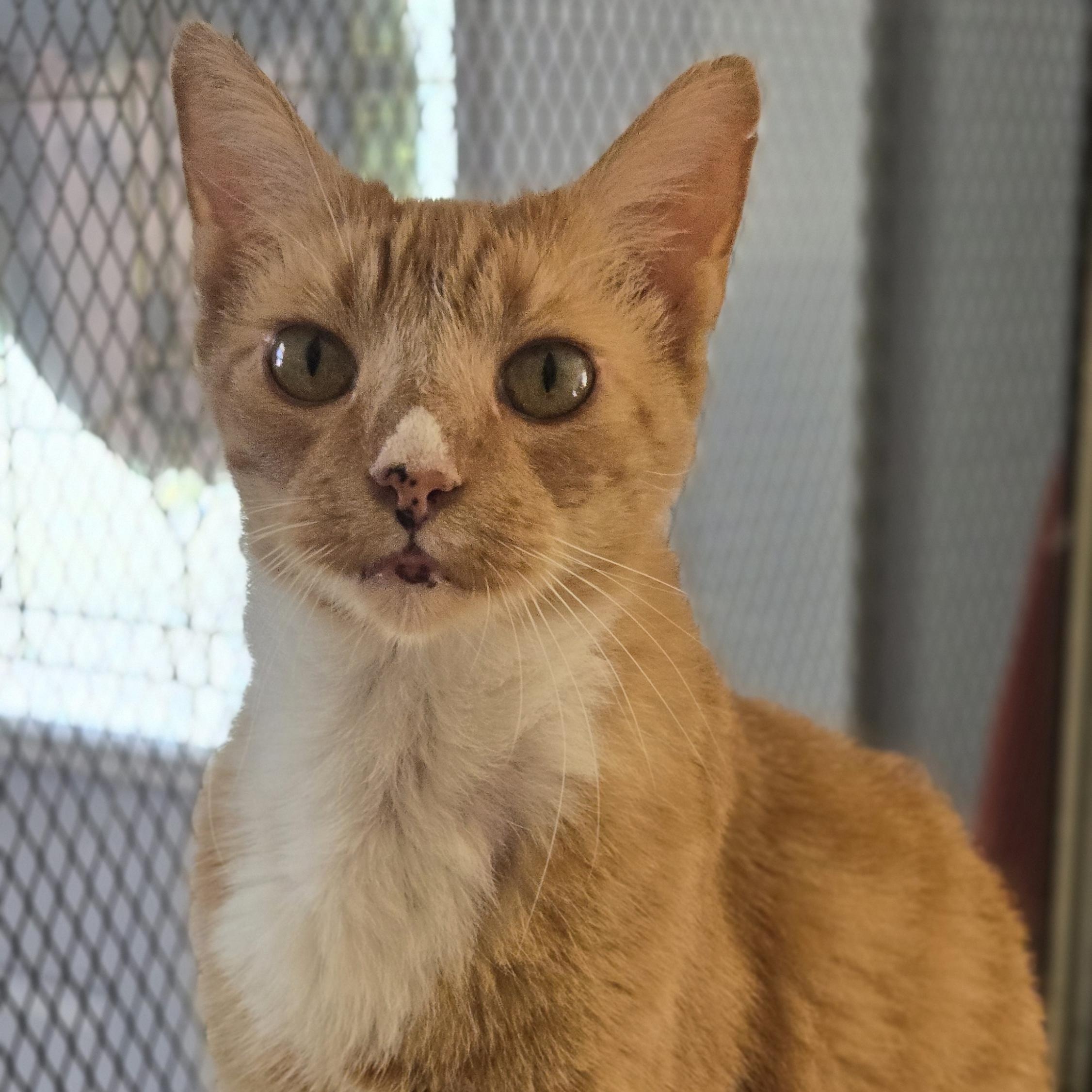 Enlarge Sid, a ADOPTABLE Domestic Short Hair in Salisbury, MA image 2/5
