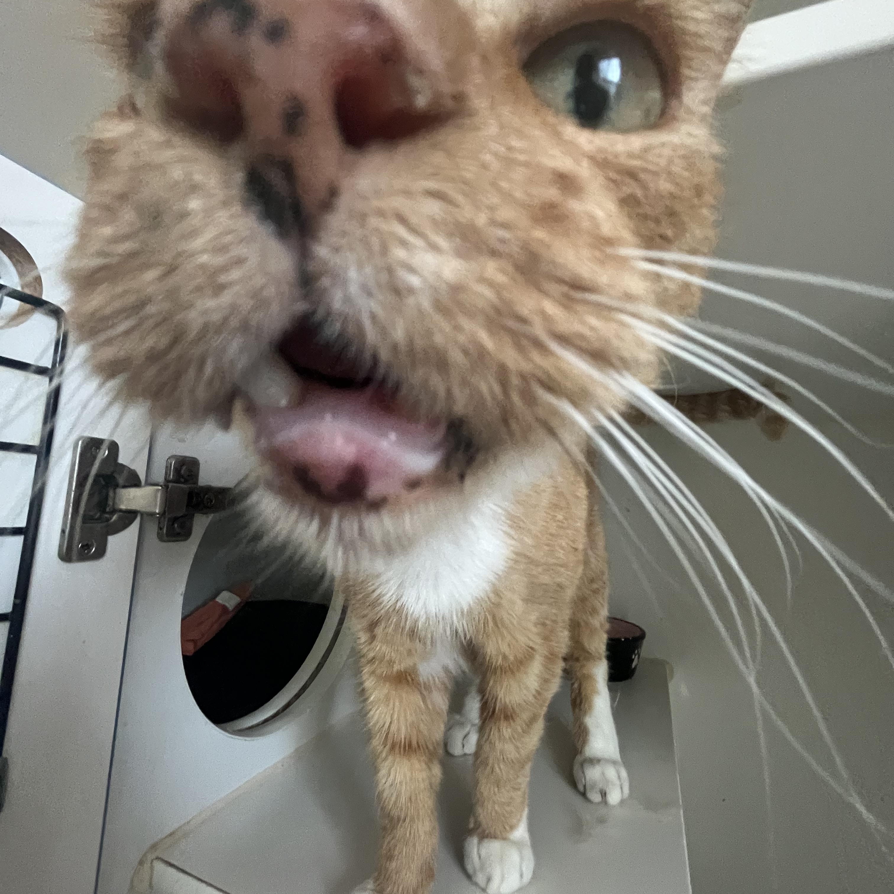 Sid, a ADOPTABLE Domestic Short Hair in Salisbury, MA image 3/6