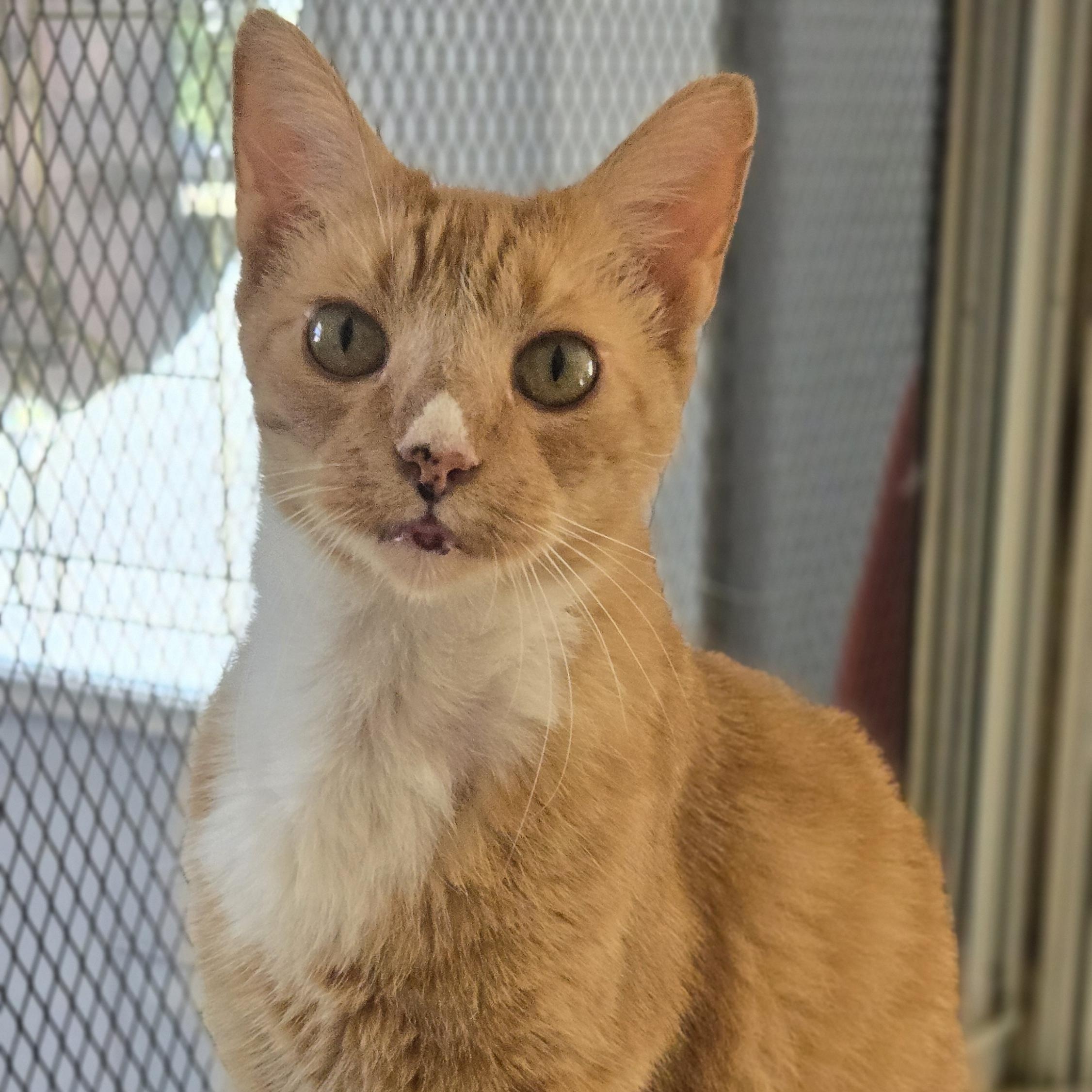 Sid, ADOPTABLE, Adult Male Domestic Short Hair.