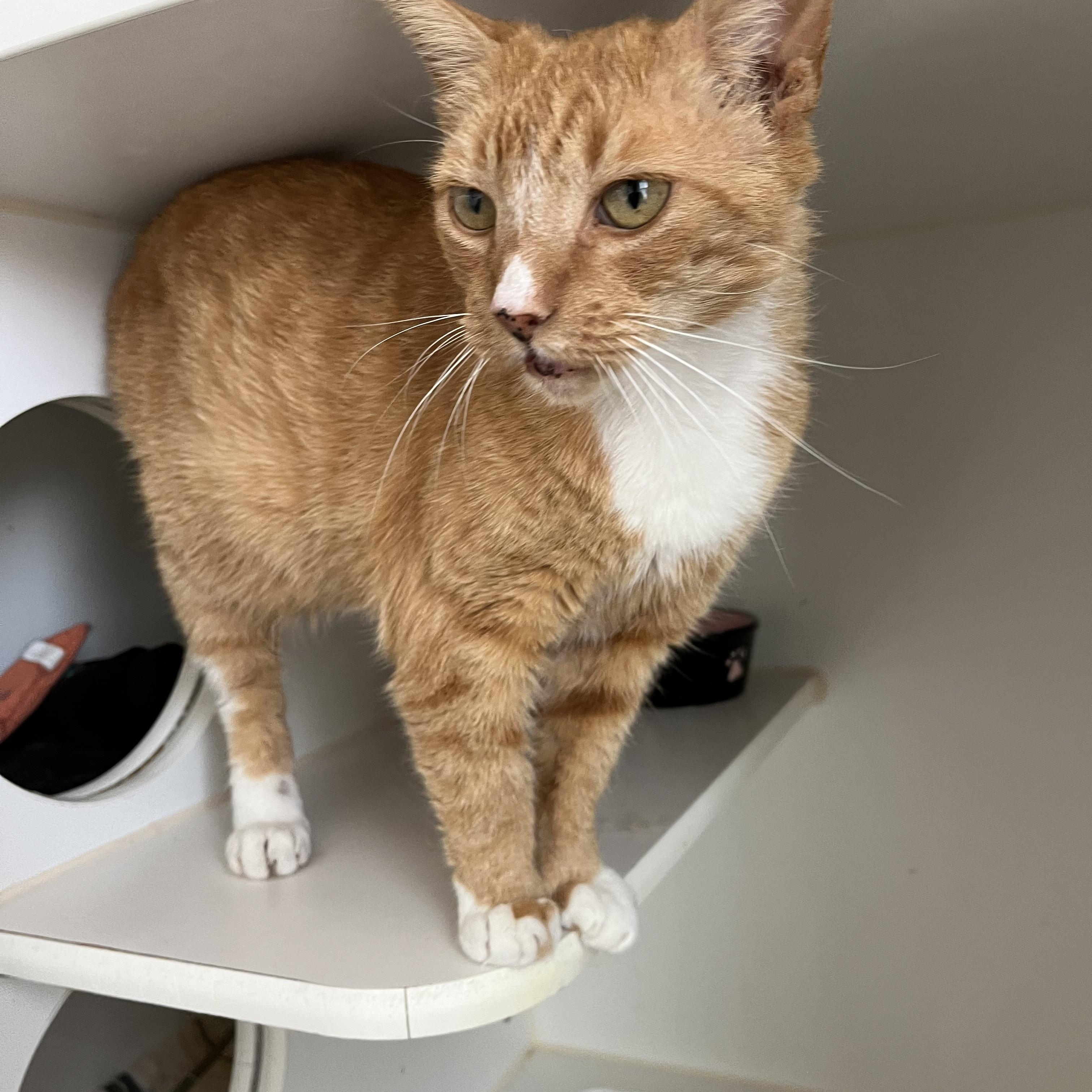 Sid, a ADOPTABLE Domestic Short Hair in Salisbury, MA image 6/6