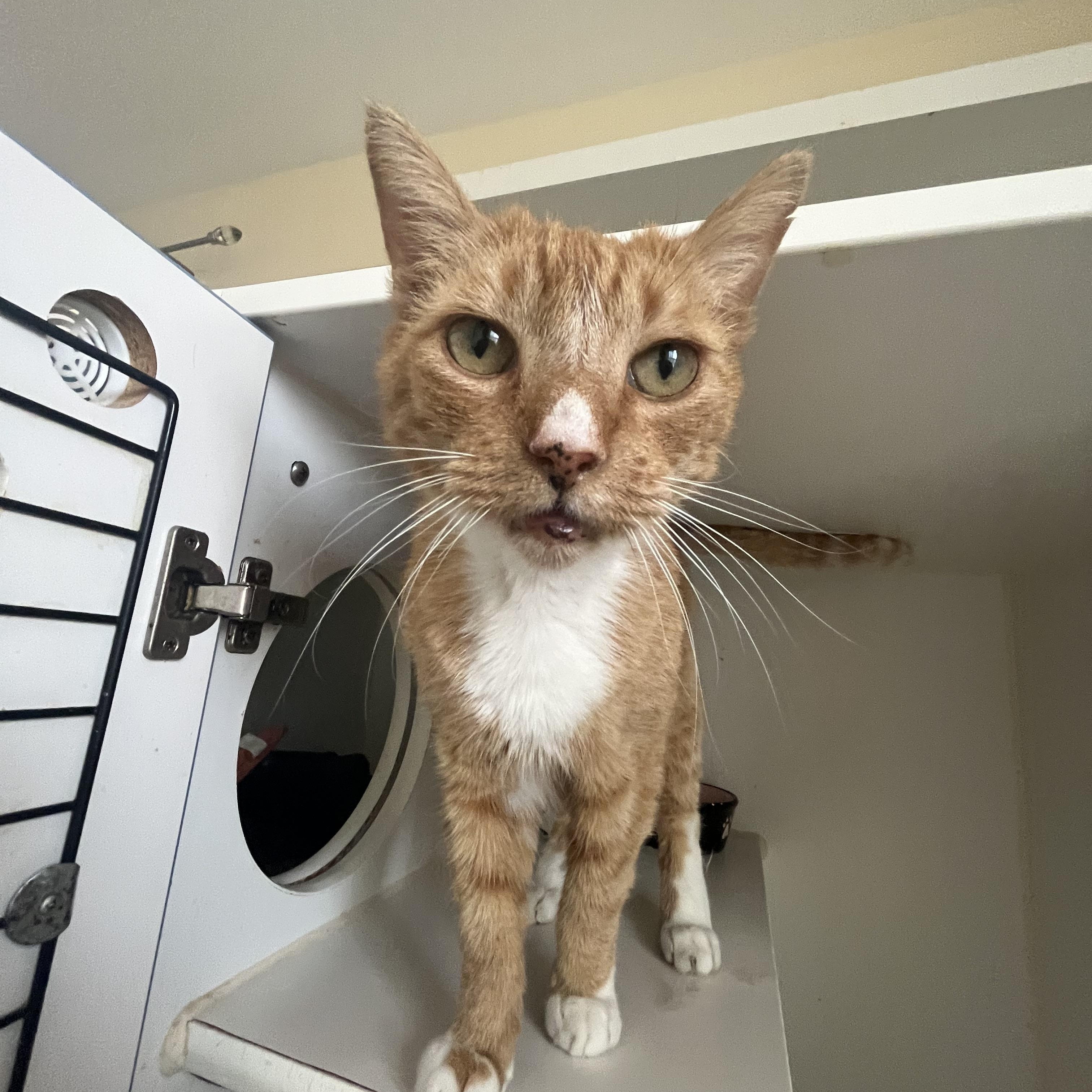 Sid, ADOPTABLE, Adult Male Domestic Short Hair.