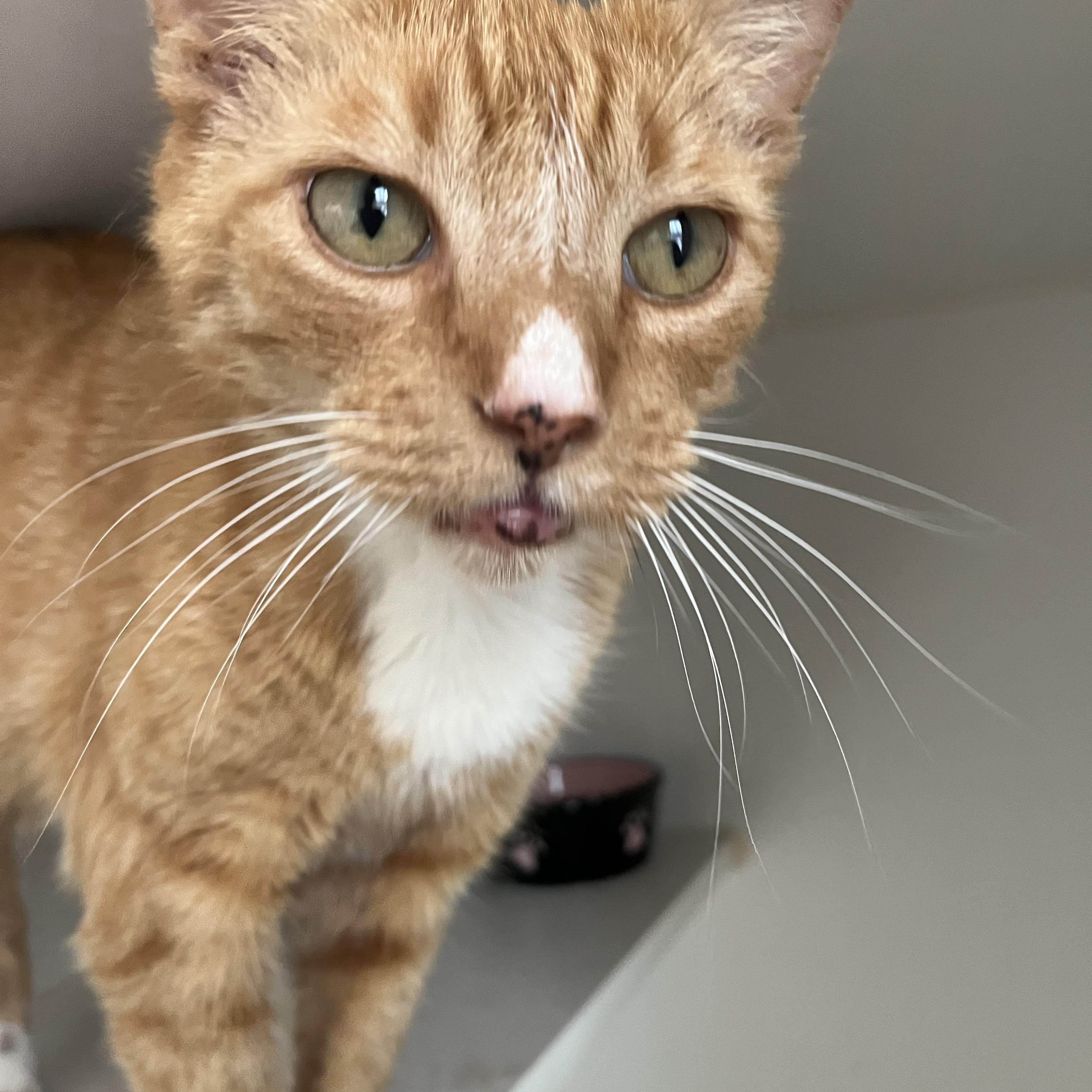Sid, a ADOPTABLE Domestic Short Hair in Salisbury, MA image 4/6