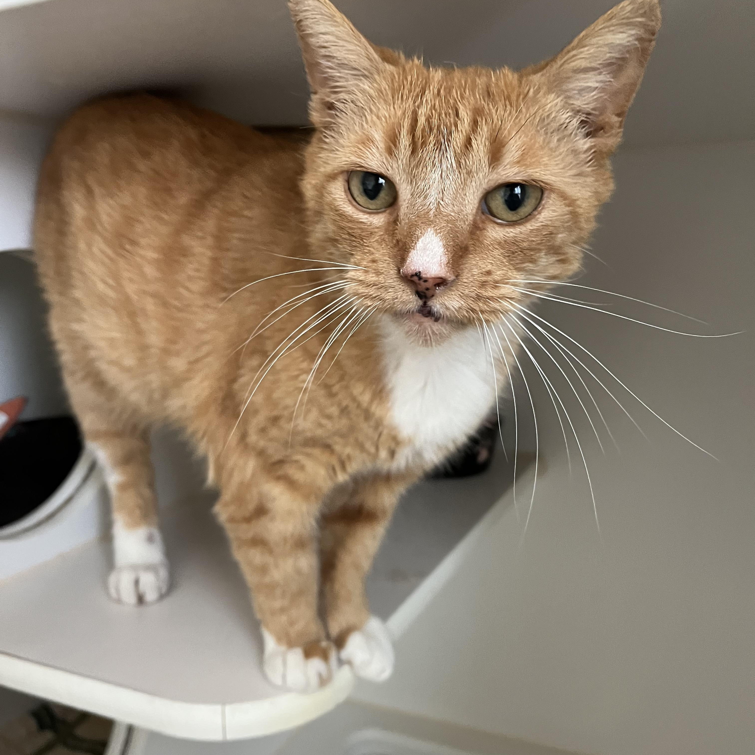 Sid, a ADOPTABLE Domestic Short Hair in Salisbury, MA image 2/6