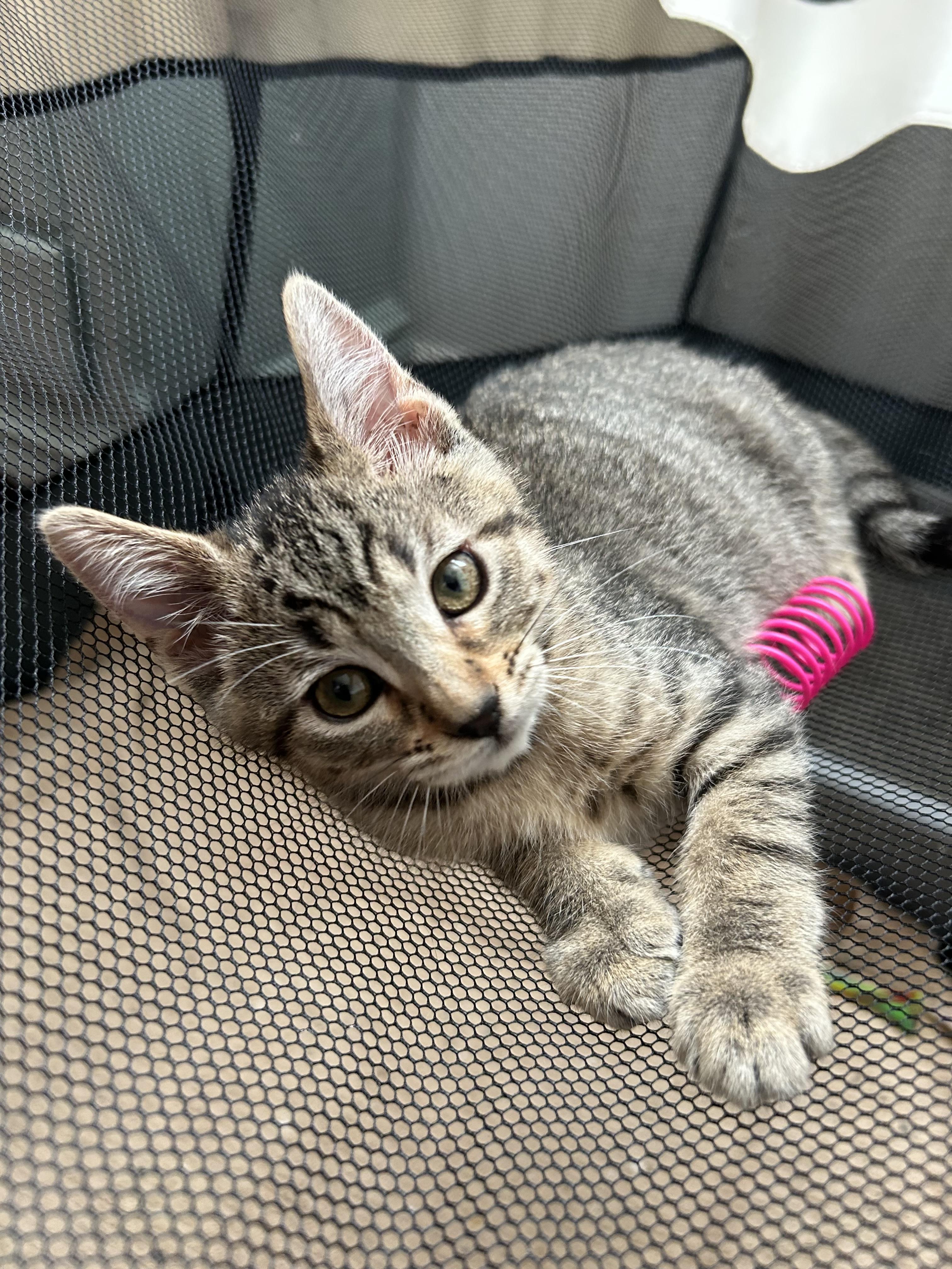 Burrata, a ADOPTABLE mixed breed in Davis, CA image 4/5