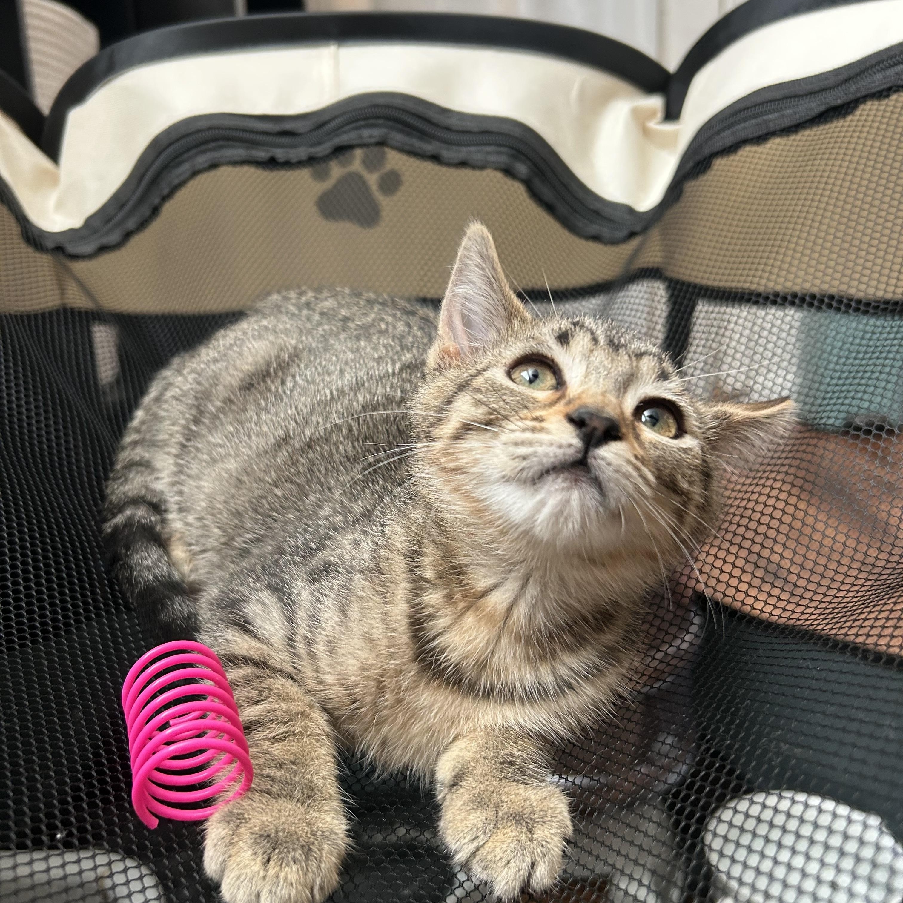 Burrata, a ADOPTABLE mixed breed in Davis, CA image 3/5
