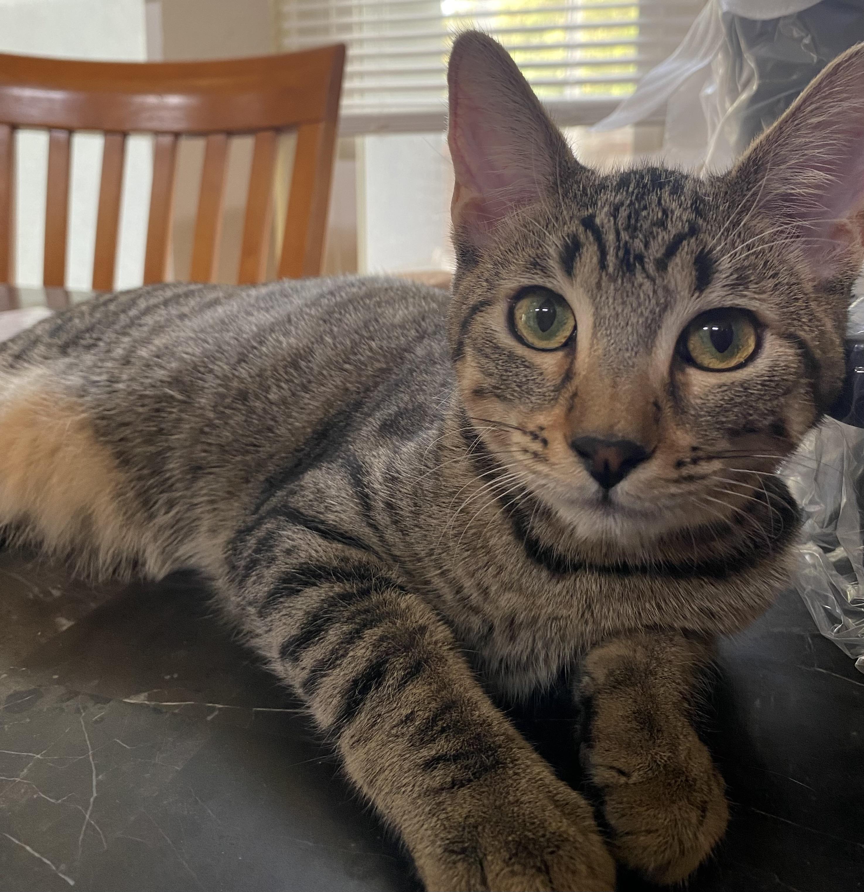 Enlarge Burrata, a ADOPTABLE mixed breed in Davis, CA image 1/5