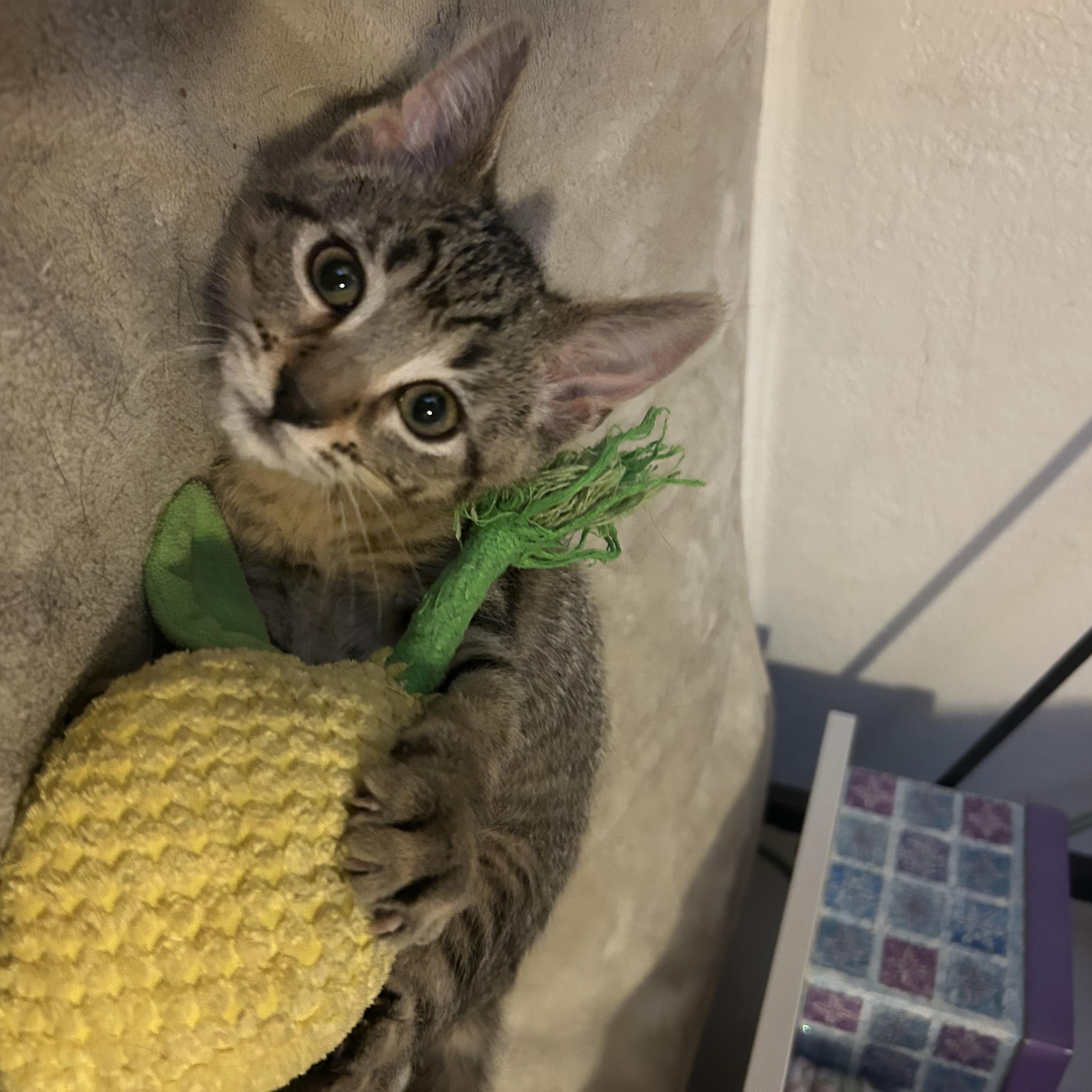 Burrata, a ADOPTABLE mixed breed in Davis, CA image 1/5