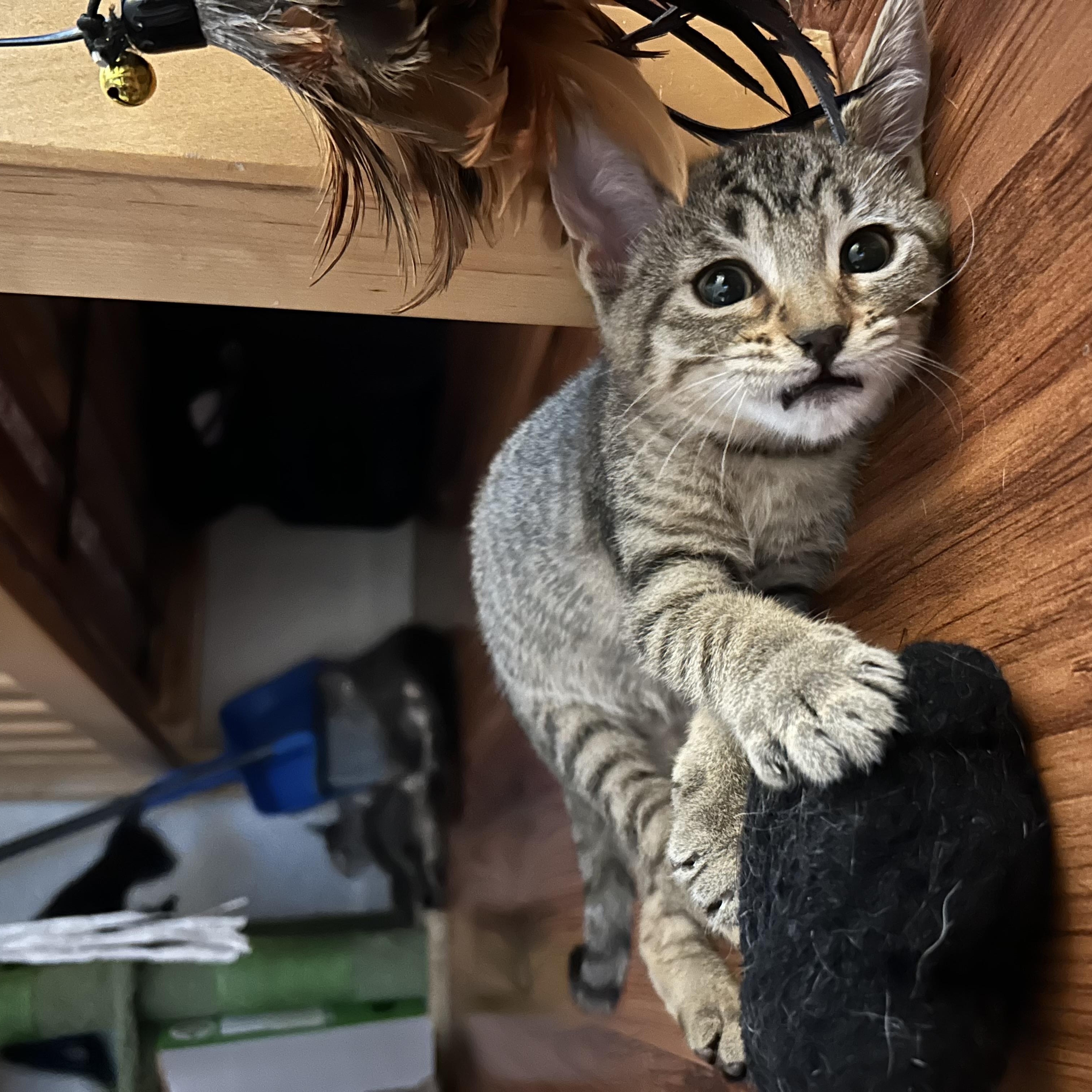 Burrata, a ADOPTABLE mixed breed in Davis, CA image 2/5