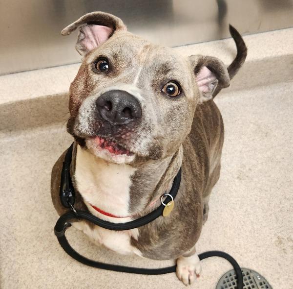 Enlarge Skipper, a Adoptable mixed breed in Oakland, CA image 1/1