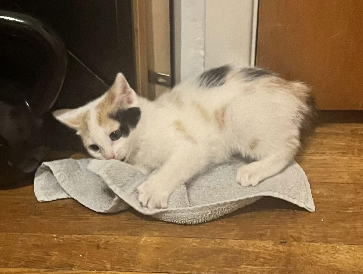 Virgo, Adopted, Kitten Female Domestic Short Hair.