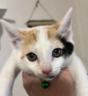 Virgo, a Adopted Domestic Short Hair in Trenton, NJ image 2/3