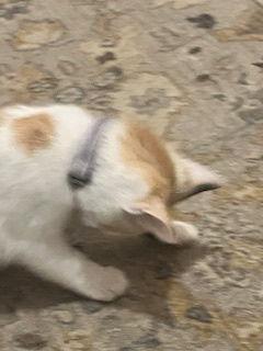 Virgo, a Adopted Domestic Short Hair in Trenton, NJ image 3/3