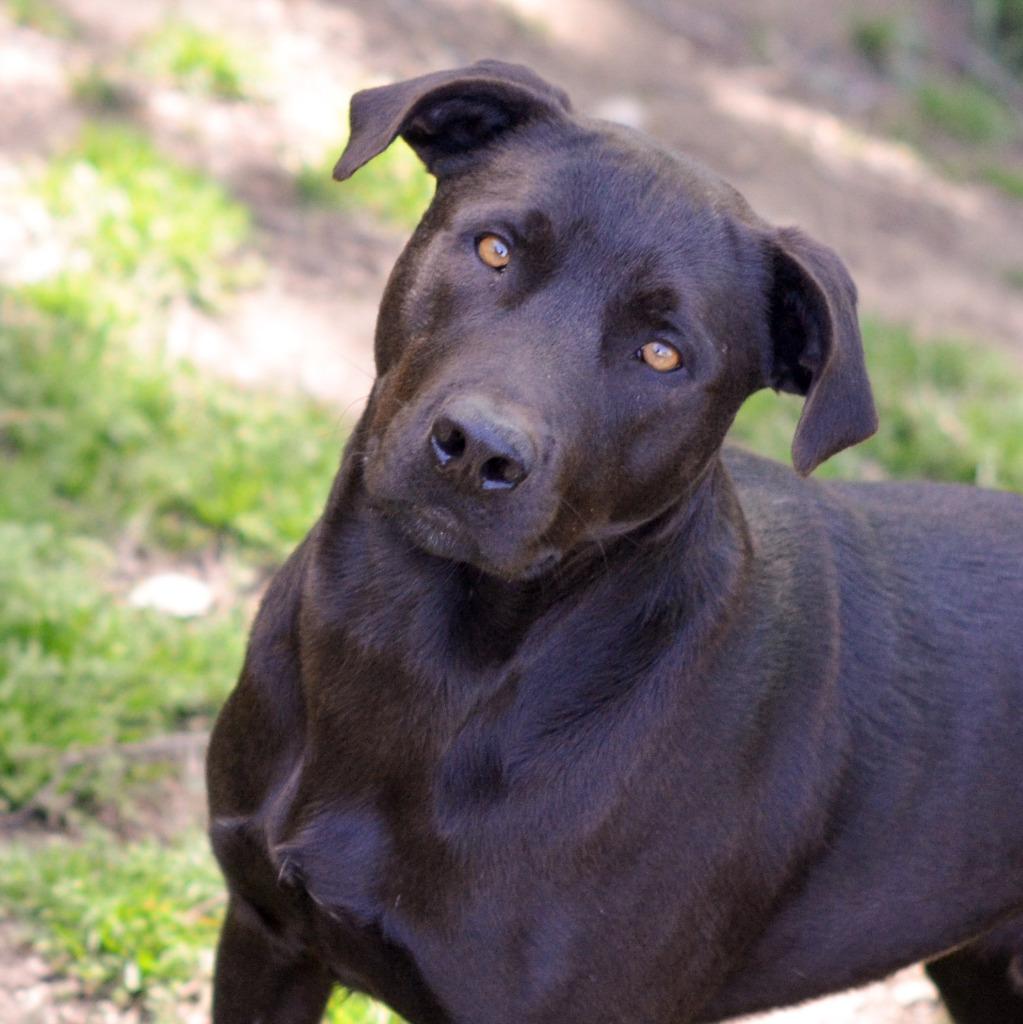MAC, Adoptable, Adult Male Black Labrador Retriever & Mixed Breed.