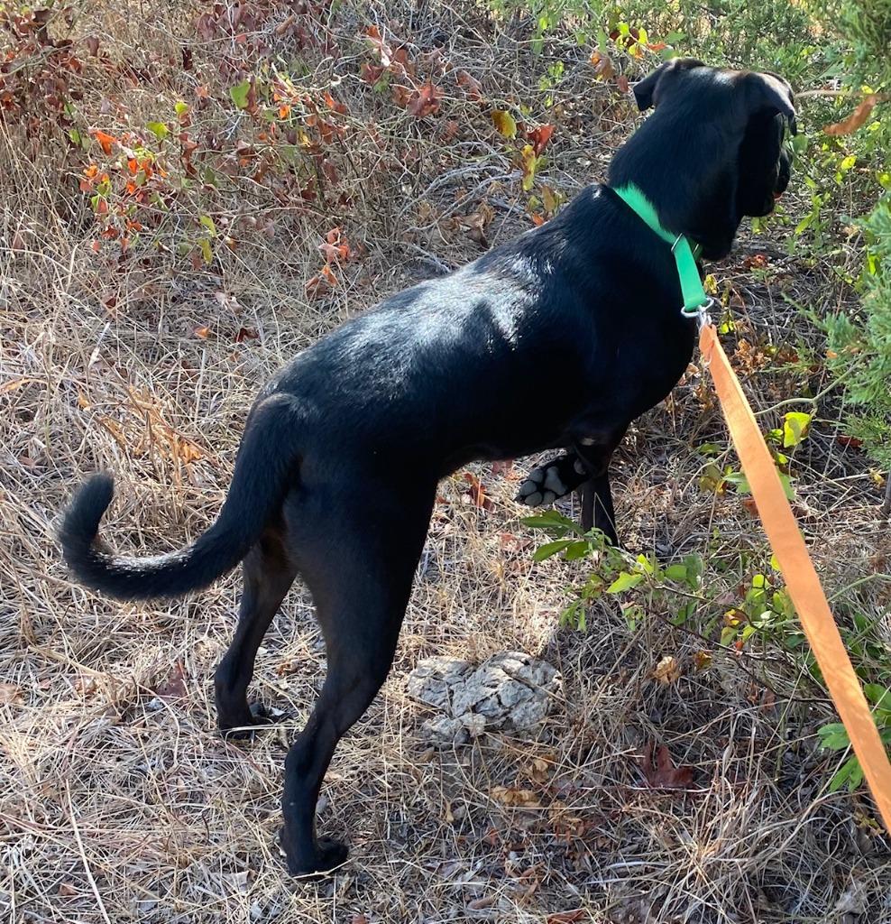 Enlarge MAC, a Adoptable mixed breed in Quinlan, TX image 4/6