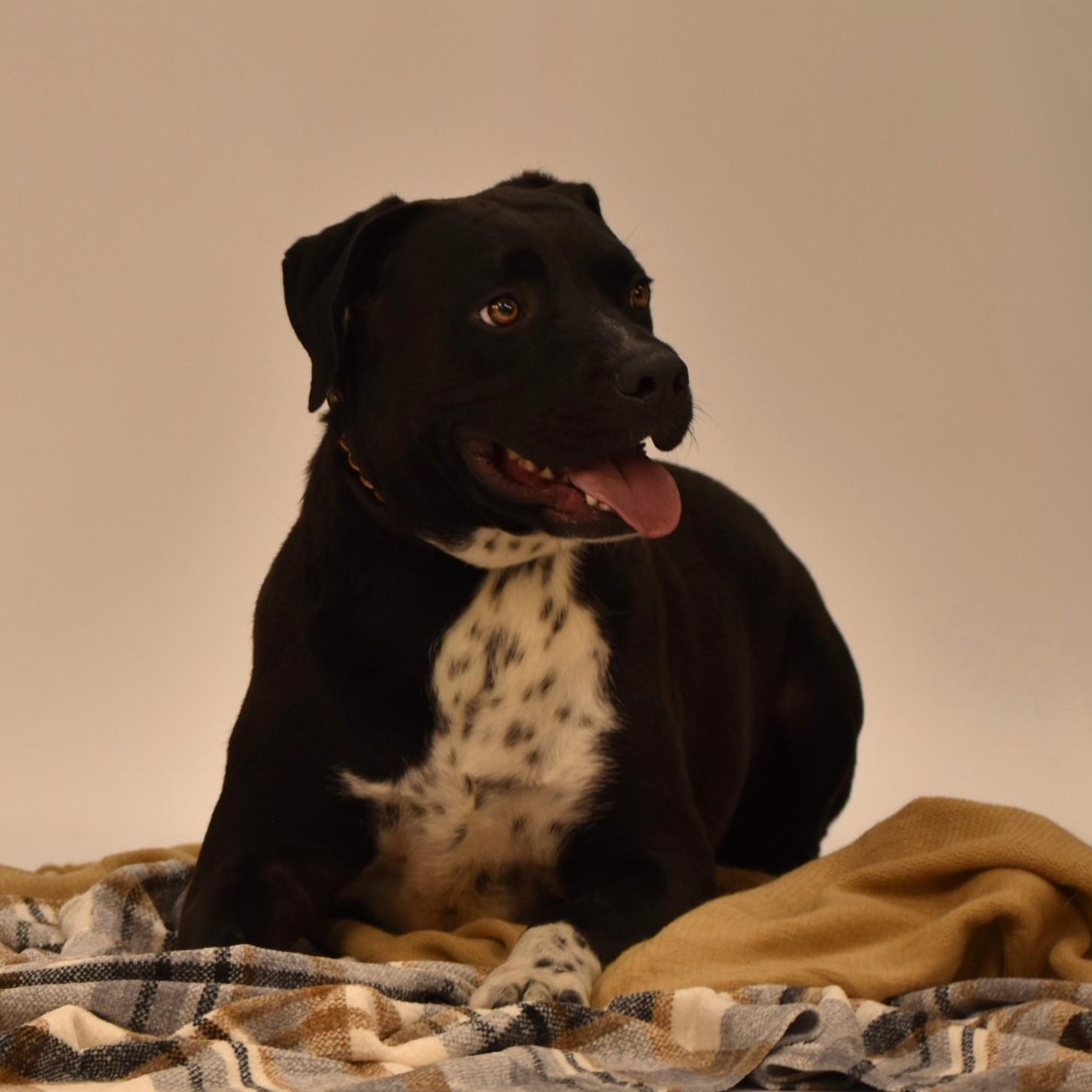 Enlarge Elijah, a Adoptable mixed breed in Simsbury, CT image 2/5
