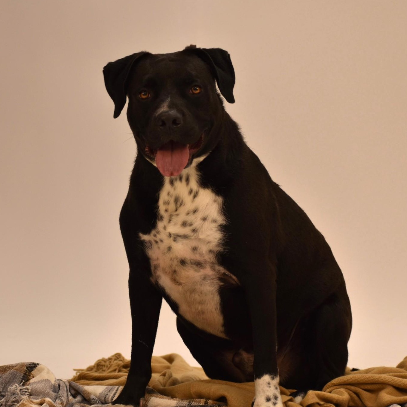 Enlarge Elijah, a Adoptable mixed breed in Simsbury, CT image 3/5