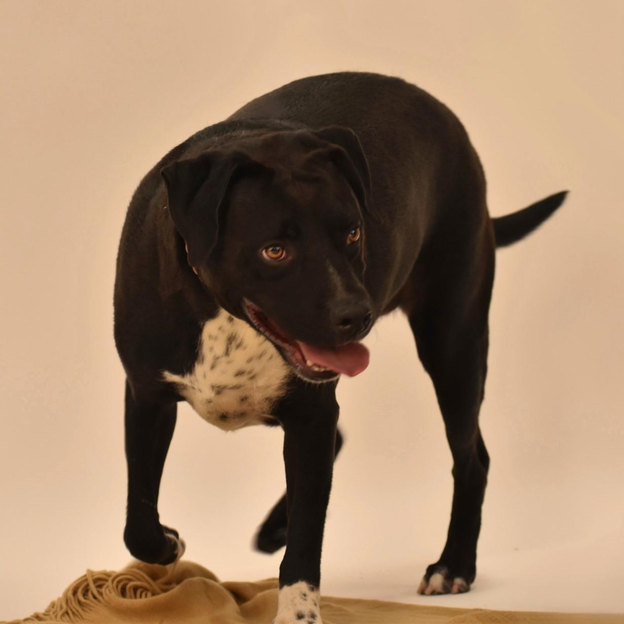 Enlarge Elijah, a Adoptable mixed breed in Simsbury, CT image 4/5