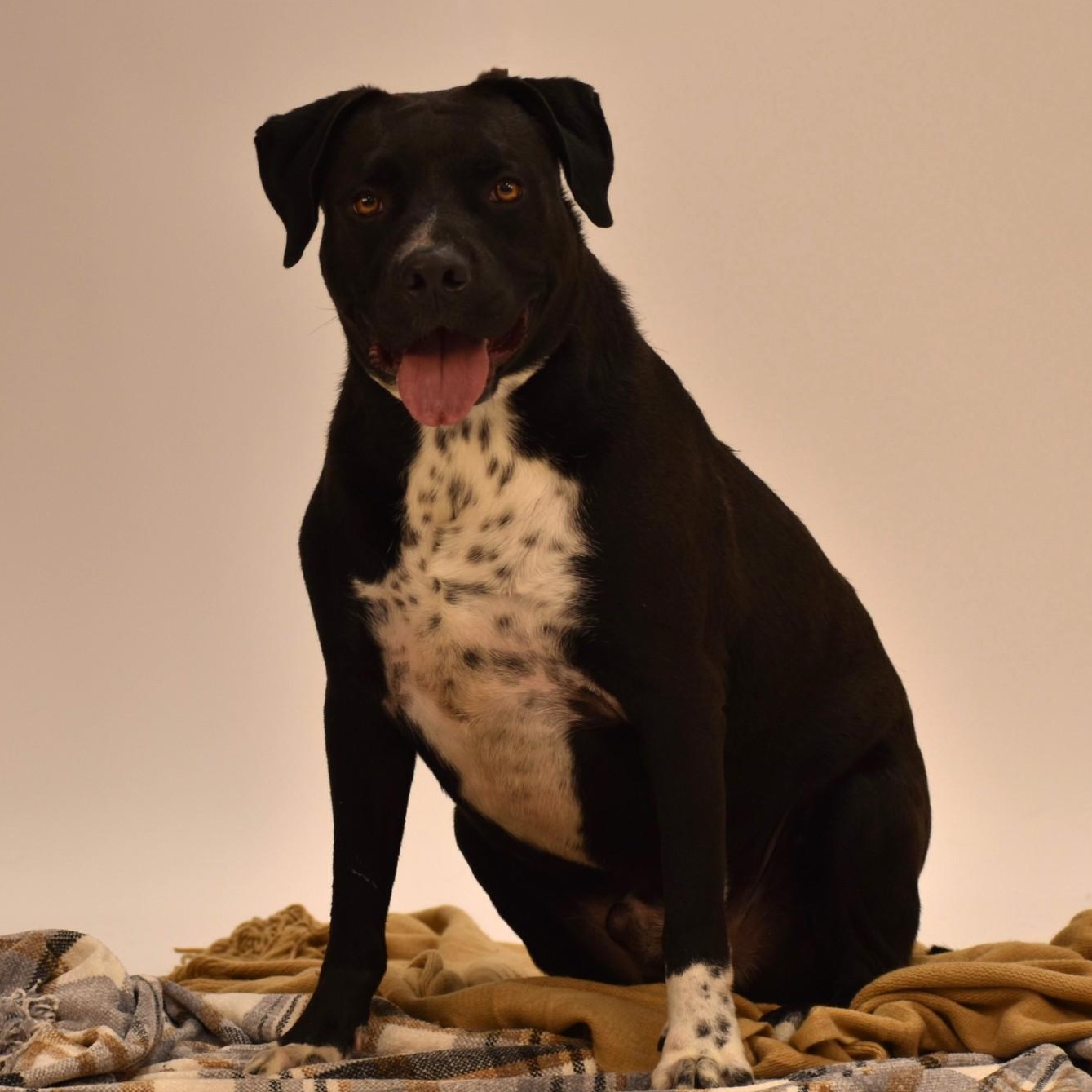 Elijah, a Adoptable mixed breed in Simsbury, CT image 6/6