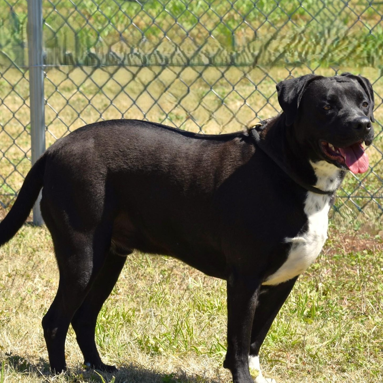 Elijah, a Adoptable mixed breed in Simsbury, CT image 3/6
