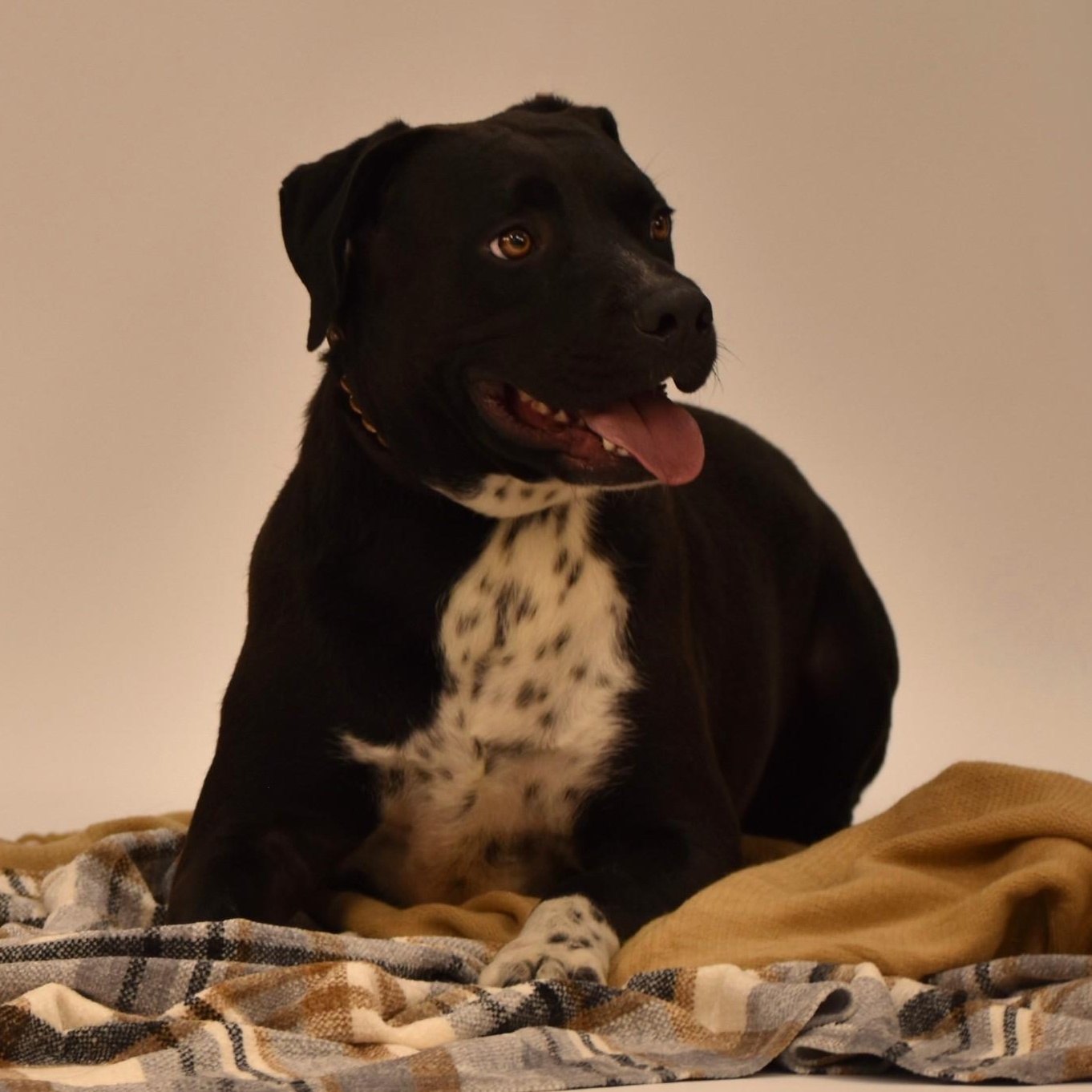 Elijah, Adoptable, Adult Male Labrador Retriever.