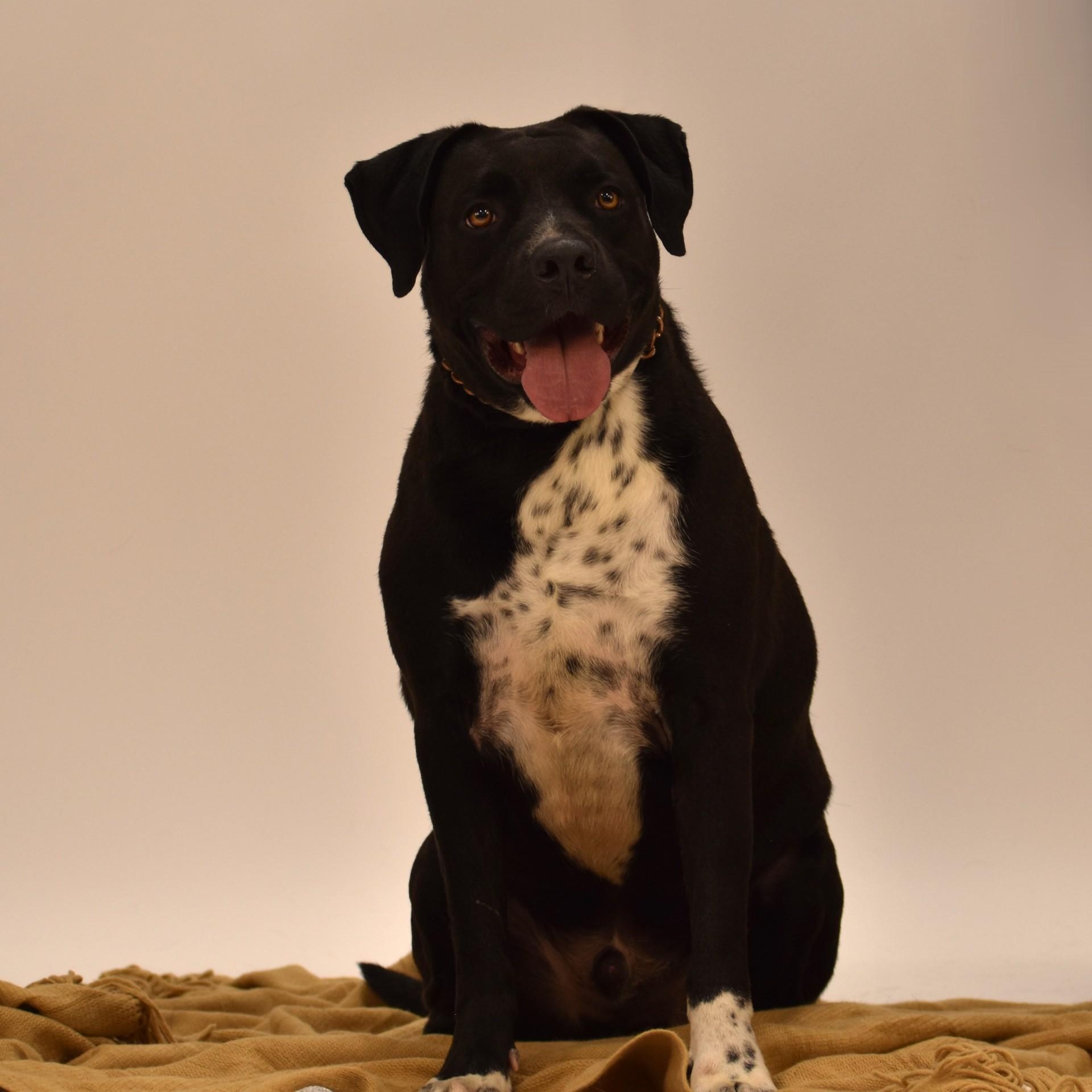 Enlarge Elijah, a Adoptable mixed breed in Simsbury, CT image 5/5