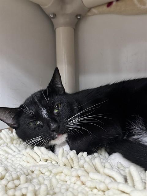 DELTA, Adoptable, Young Female Domestic Short Hair.