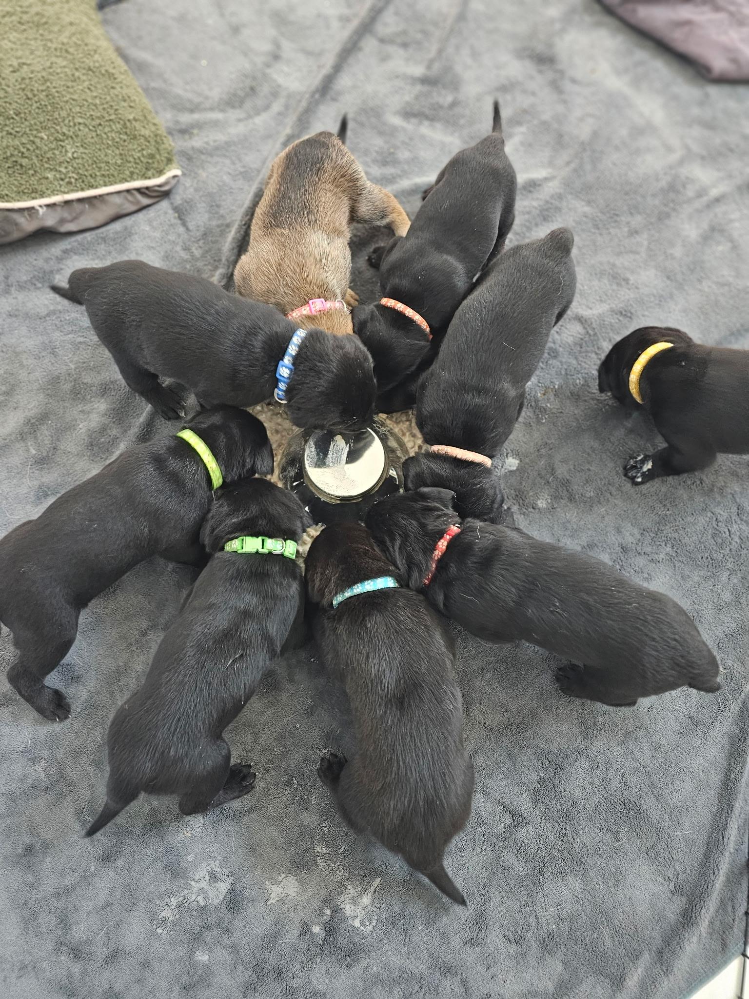 Enlarge Light Pink (Puppy), an adoptable mixed breed in Austin, TX image 2/6