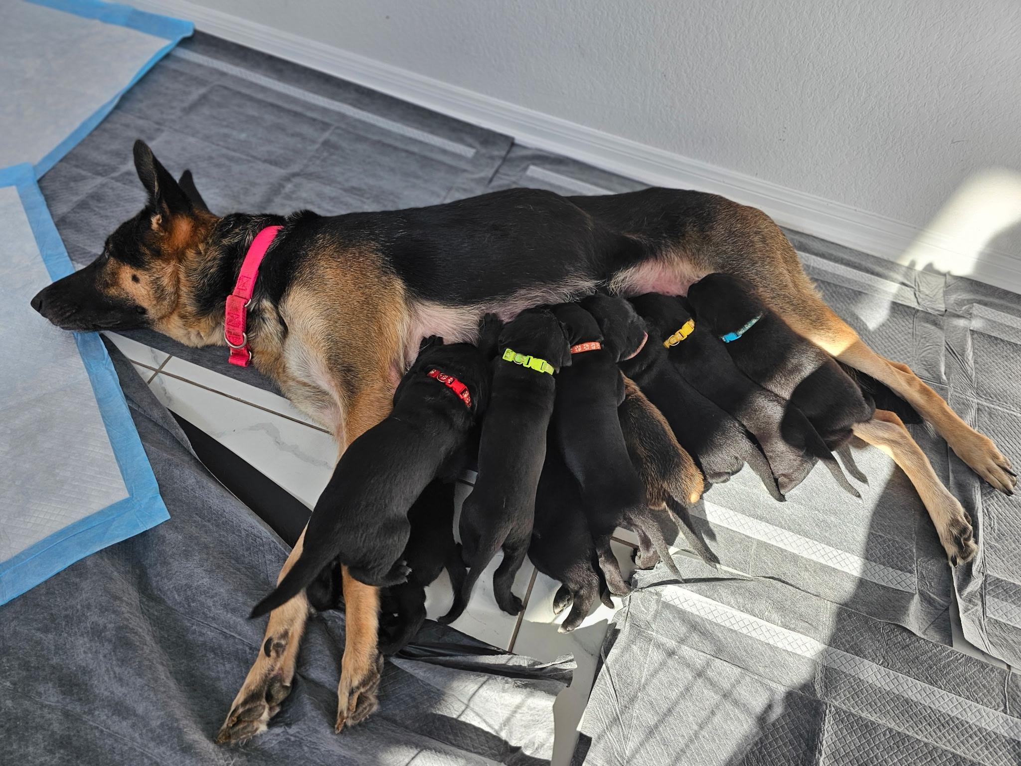 Enlarge Light Pink (Puppy), an adoptable mixed breed in Austin, TX image 3/6