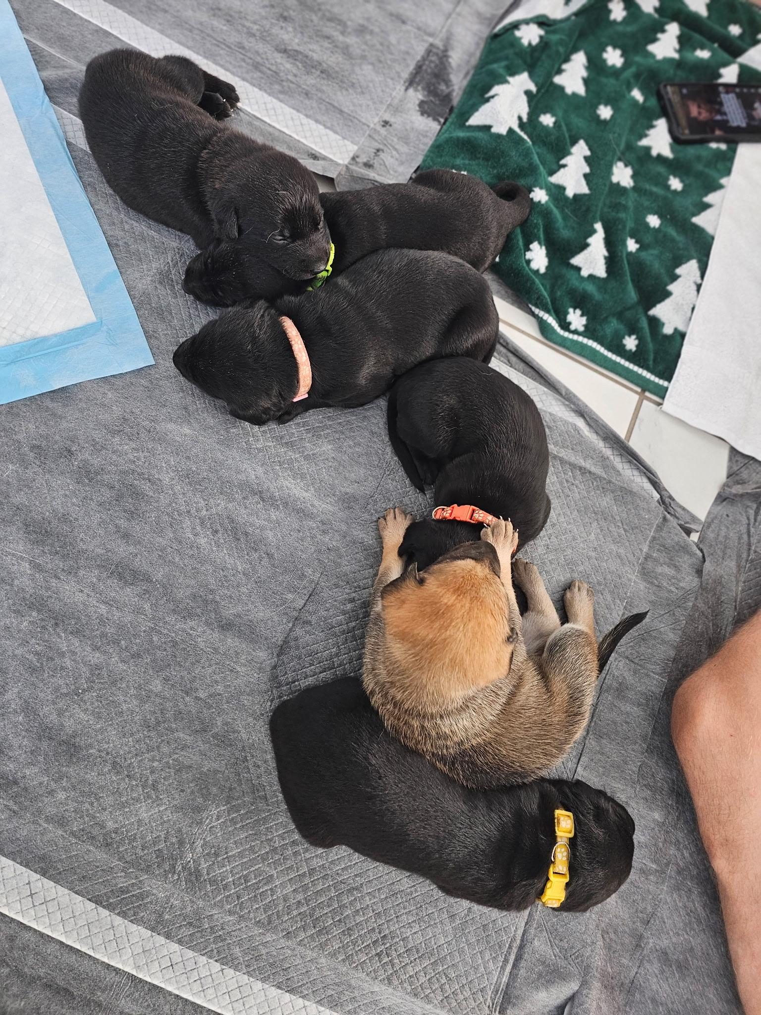 Enlarge Light Pink (Puppy), an adoptable mixed breed in Austin, TX image 4/6