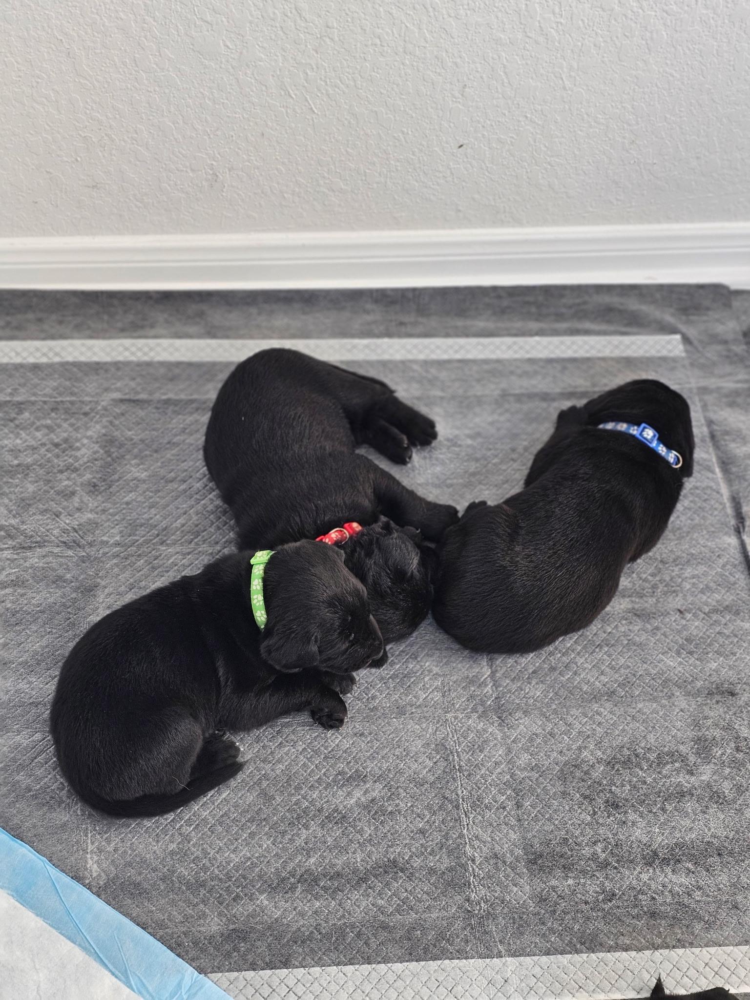 Enlarge Light Pink (Puppy), an adoptable mixed breed in Austin, TX image 5/6