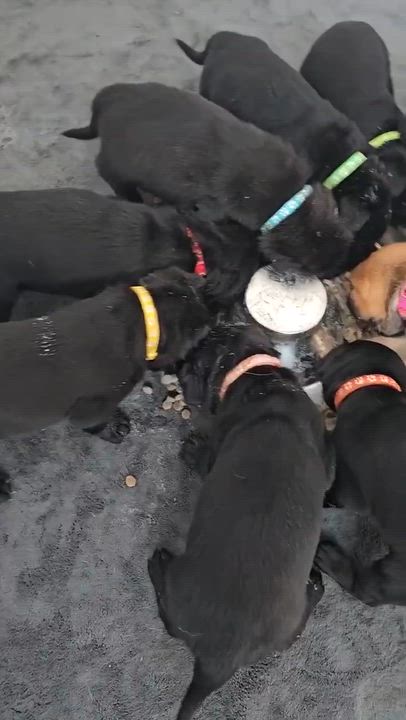 Enlarge Light Pink (Puppy), an adoptable mixed breed in Austin, TX video 6/6