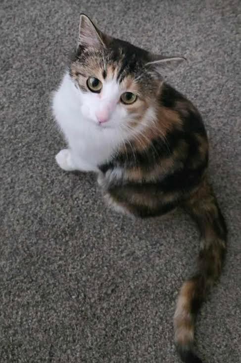 April, Adoptable, Young Female Domestic Short Hair.